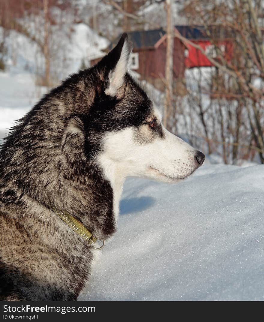 Siberian Husky, Dog Like Mammal, Dog, Sakhalin Husky