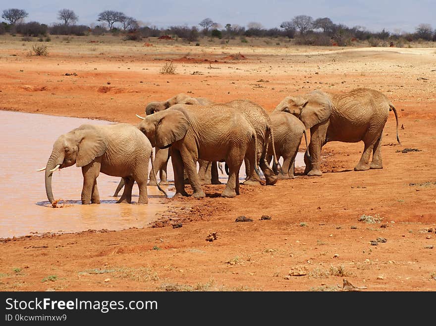 Elephant, Elephants And Mammoths, Wildlife, Terrestrial Animal