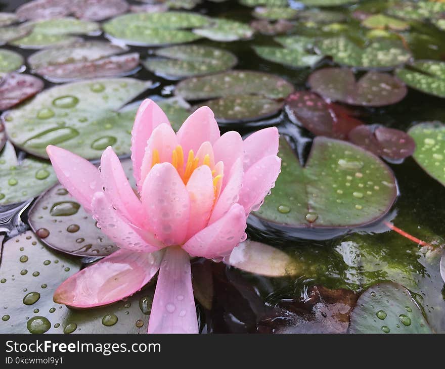 Flower, Plant, Flora, Pink