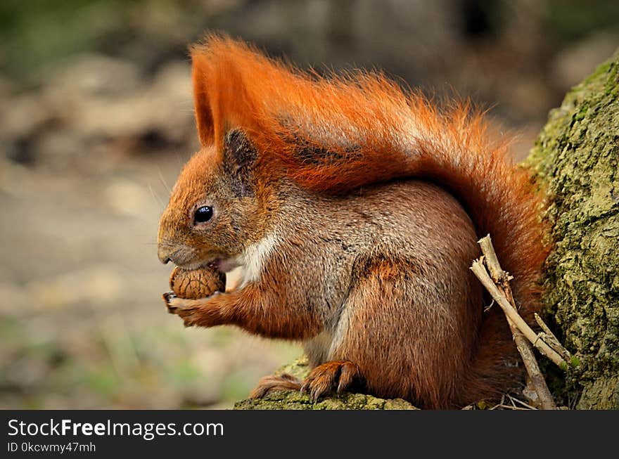 Squirrel, Fauna, Mammal, Wildlife