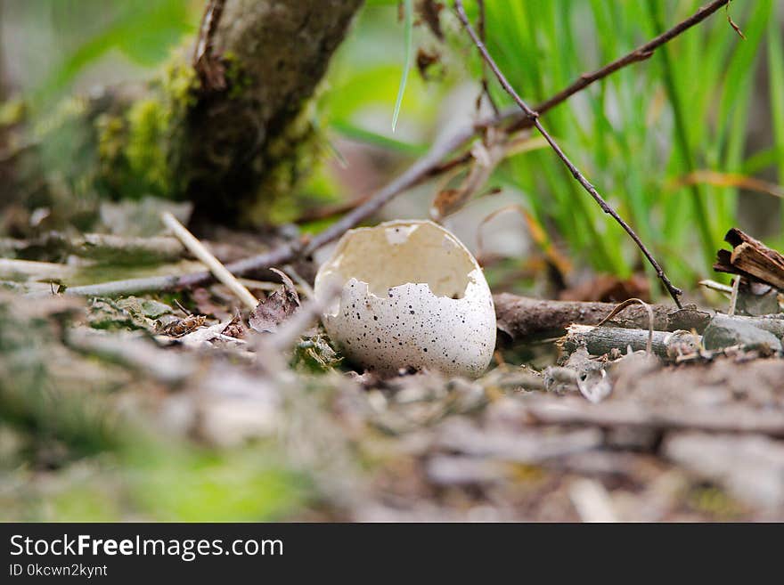 Fungus, Mushroom, Edible Mushroom, Penny Bun