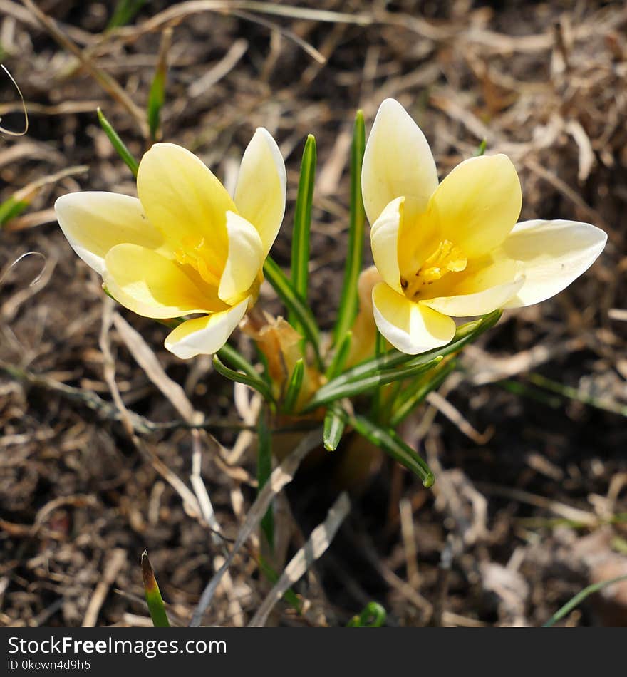 Flower, Plant, Yellow, Flora