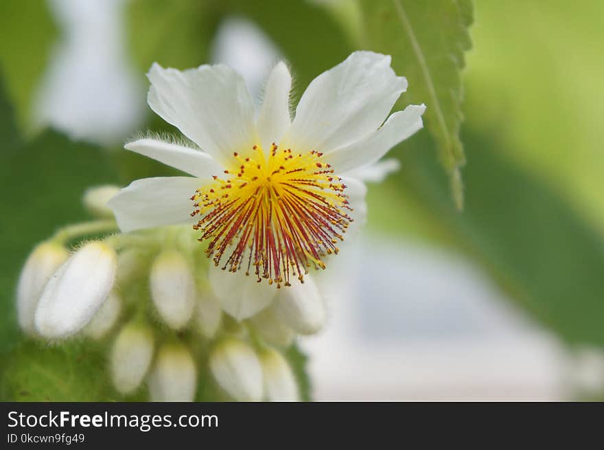 Flower, Flora, Close Up, Wildflower