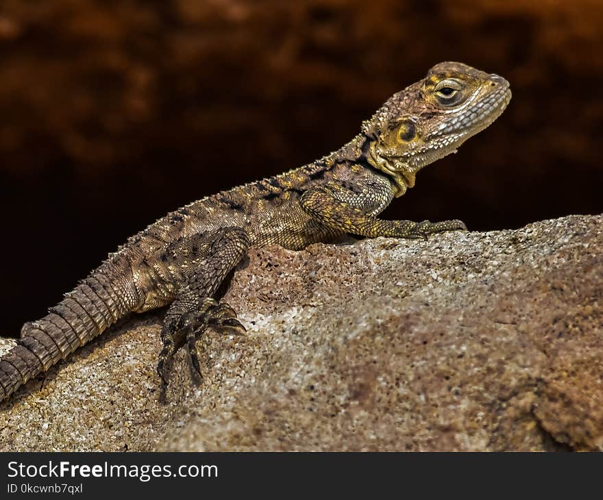 Reptile, Lizard, Scaled Reptile, Fauna