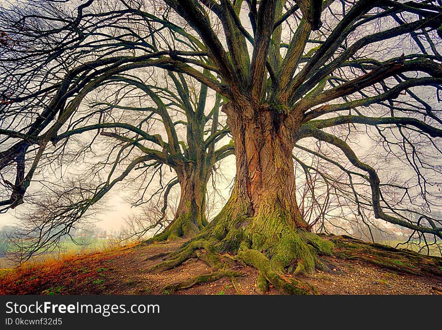 Tree, Woodland, Nature, Woody Plant