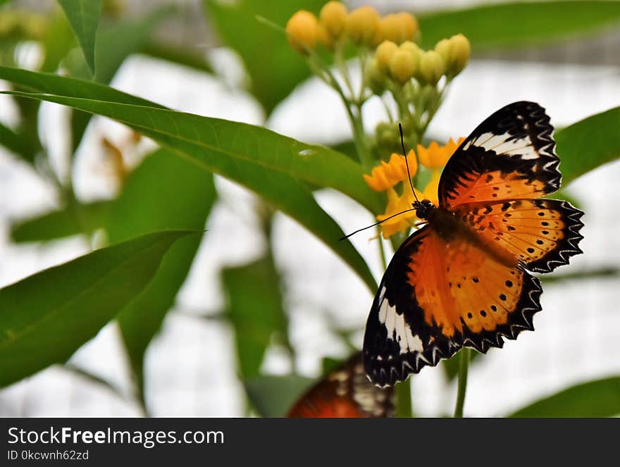 Butterfly, Insect, Moths And Butterflies, Brush Footed Butterfly