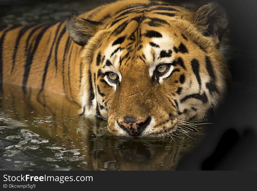 Tiger, Wildlife, Mammal, Terrestrial Animal