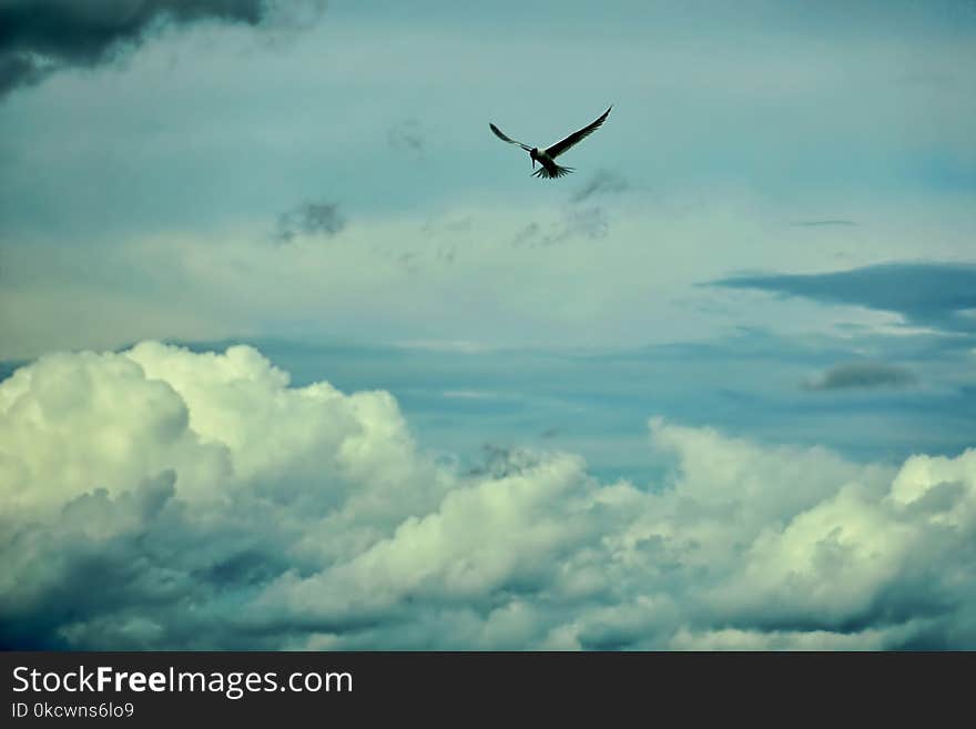 Sky, Cloud, Flight, Daytime