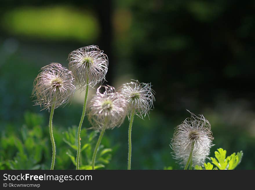 Flower, Dandelion, Plant, Flora