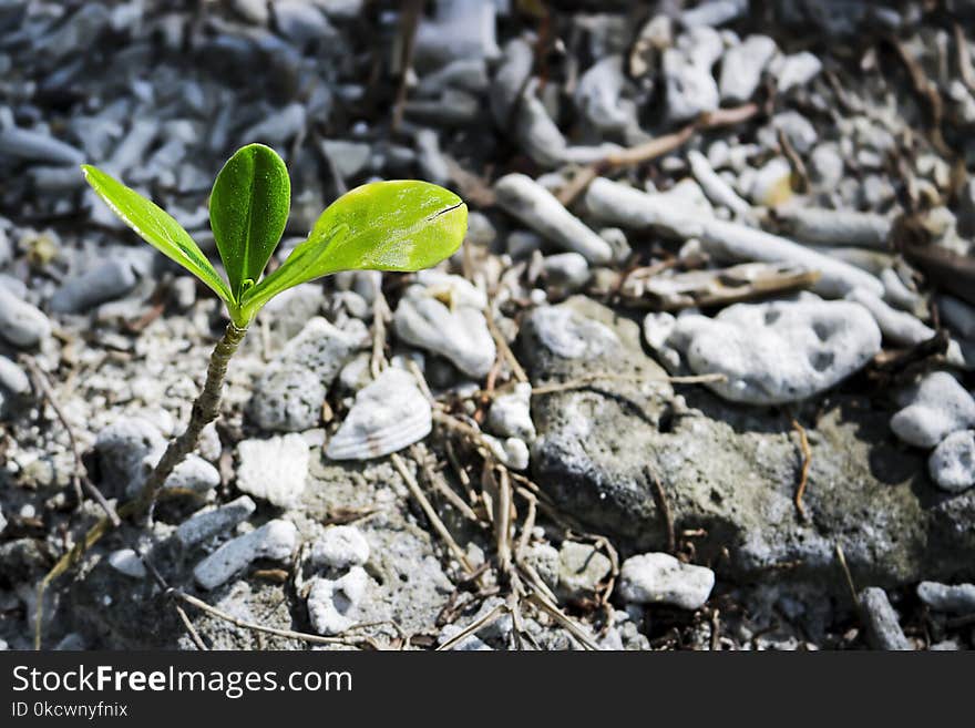 Plant, Leaf, Flora, Soil