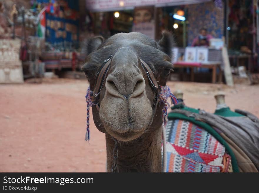 Camel, Camel Like Mammal, Temple, Arabian Camel