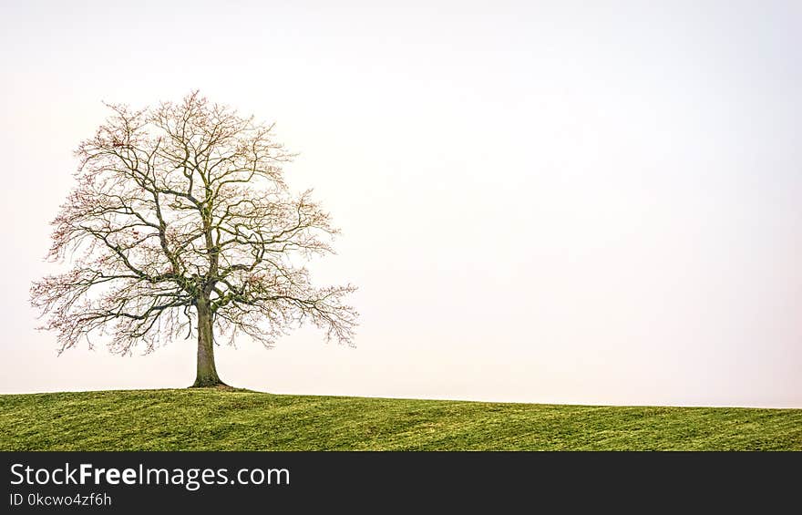 Tree, Sky, Branch, Woody Plant