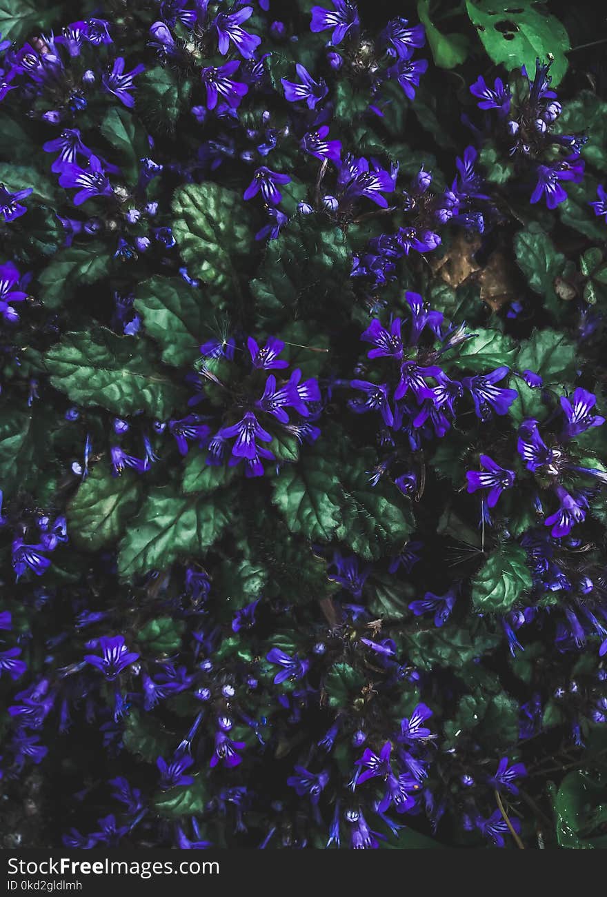 Purple Petaled Flowers