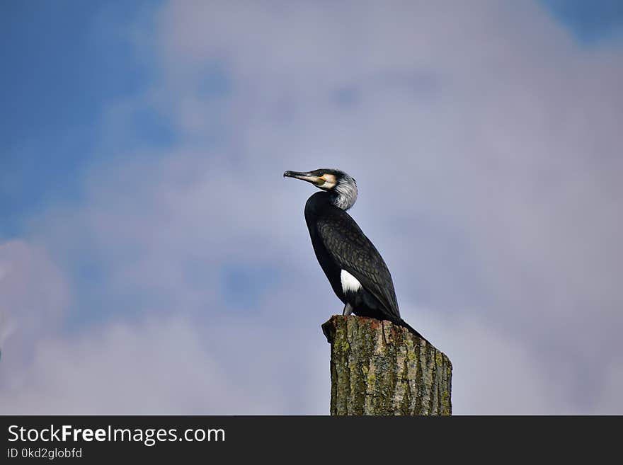 Black Bird Perching on Post