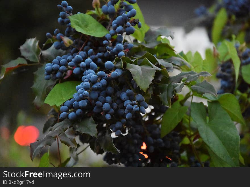 Blue Berries