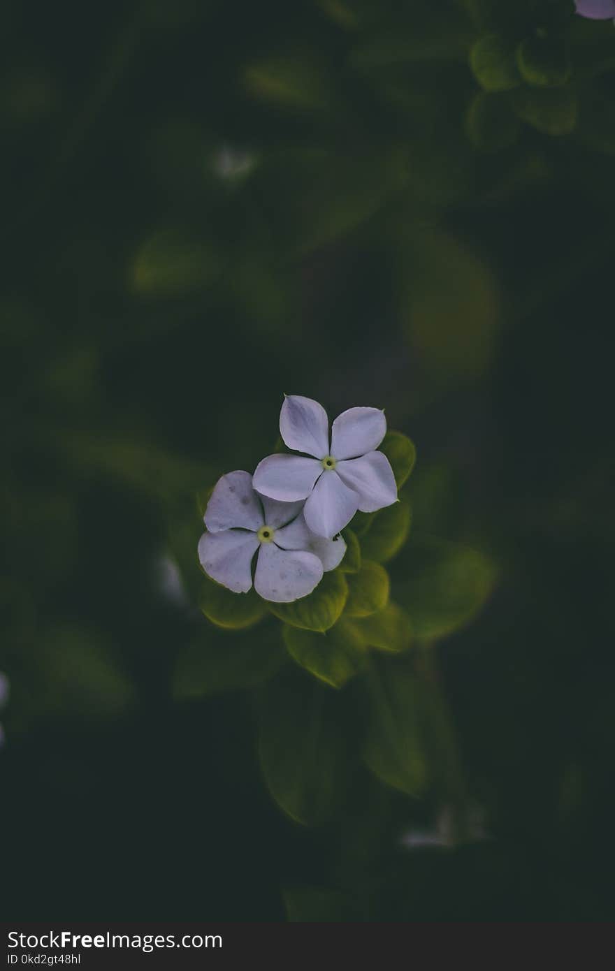 Two White Periwinkle Flower in Bloom at Daytime