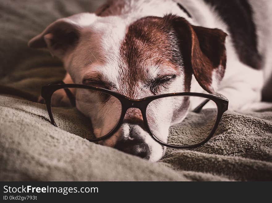 White and Brown Dachshund With Black Framed Eyeglasses