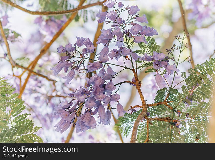 Selective Focus Photography of Purple Clustered Flowers