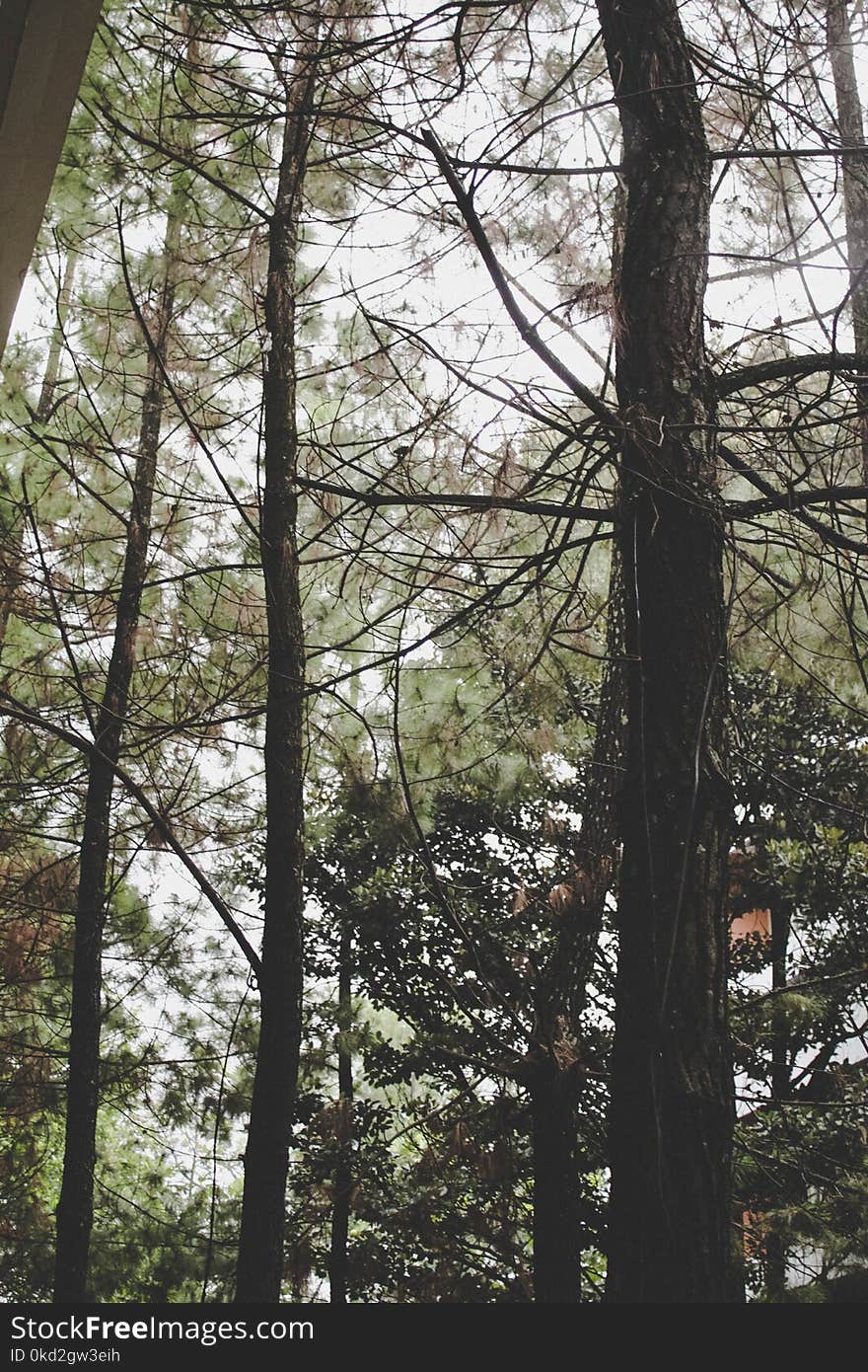 Closeup Photo of Green Trees