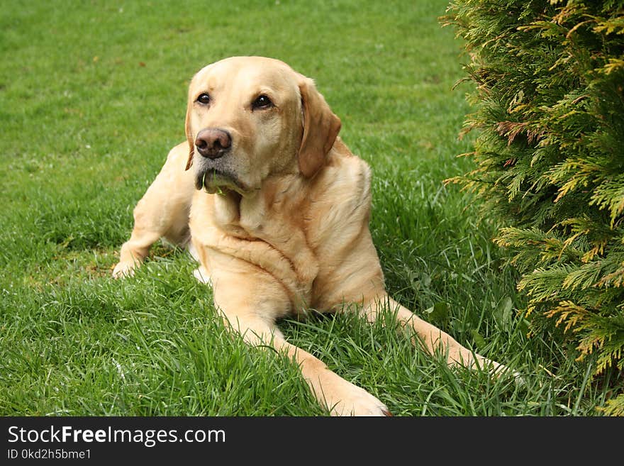 Adult Brown Labrador Retriever