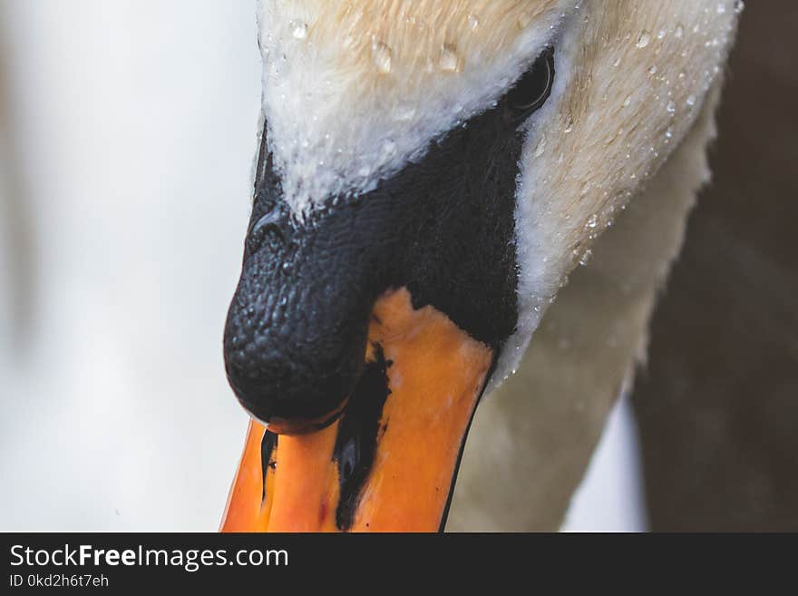 Orange and White Bird Face