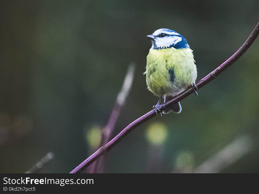 Bird Perched on Plant