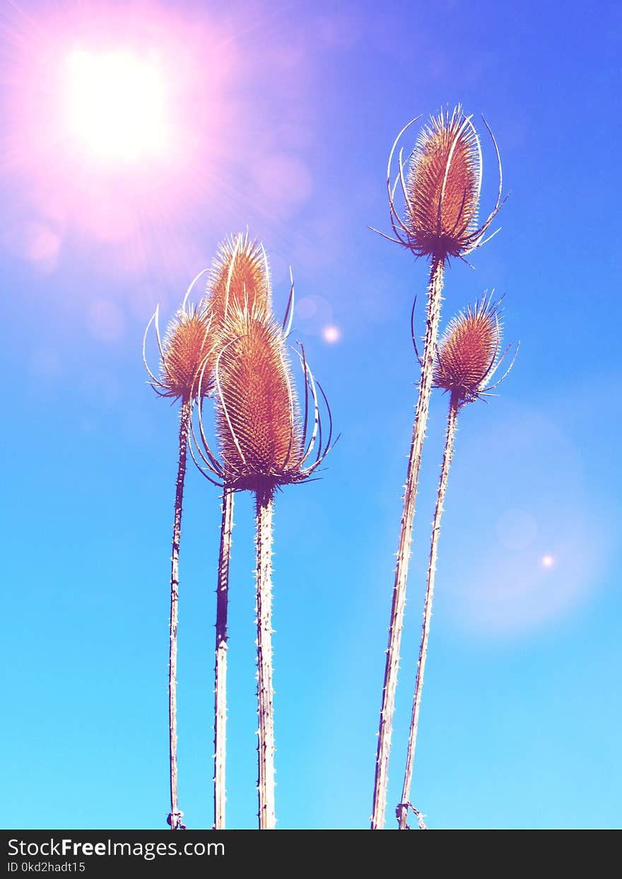 Macro Photography of Brown Plant