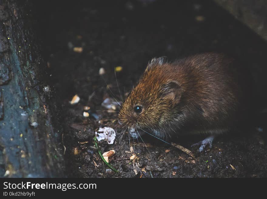 Closeup Photo of Tan Rat