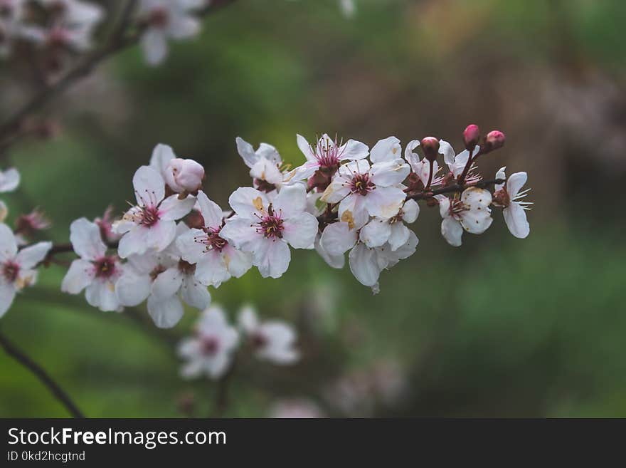 White Flowers in Focus Photography