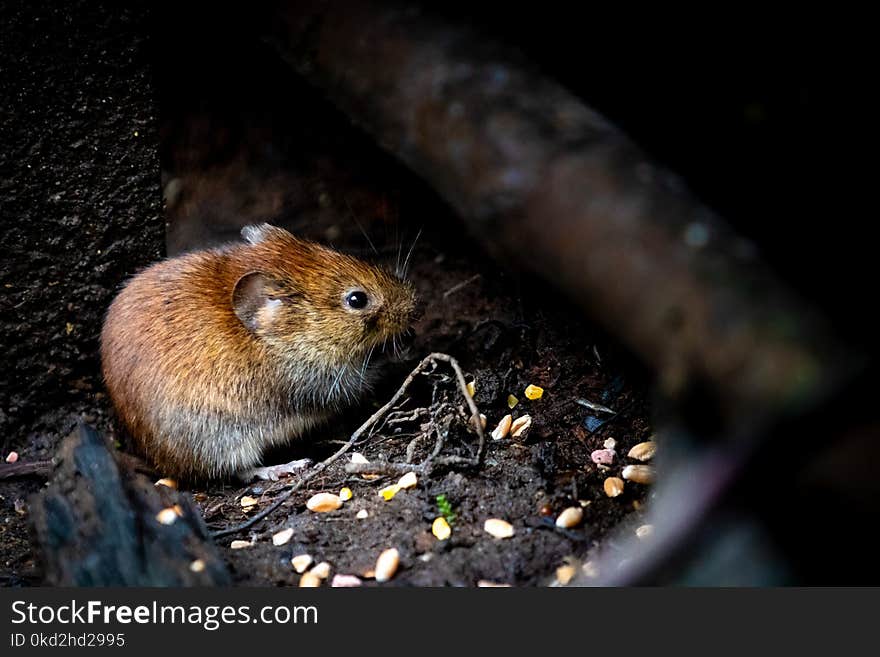 Selective Focus Photography of Brown Rodent