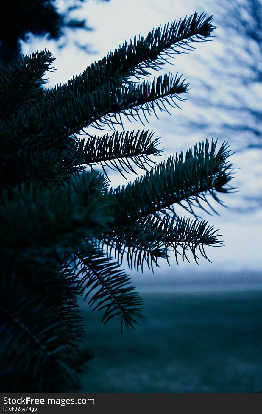 Palm Tree Close-up Photo