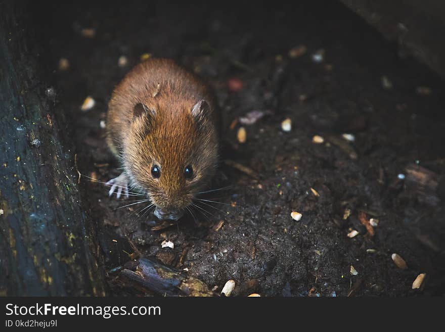 Close Up Photography of Brown Mouse