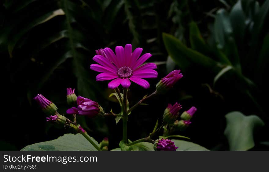 Photo of Purple Gerbera Daisy Flowers