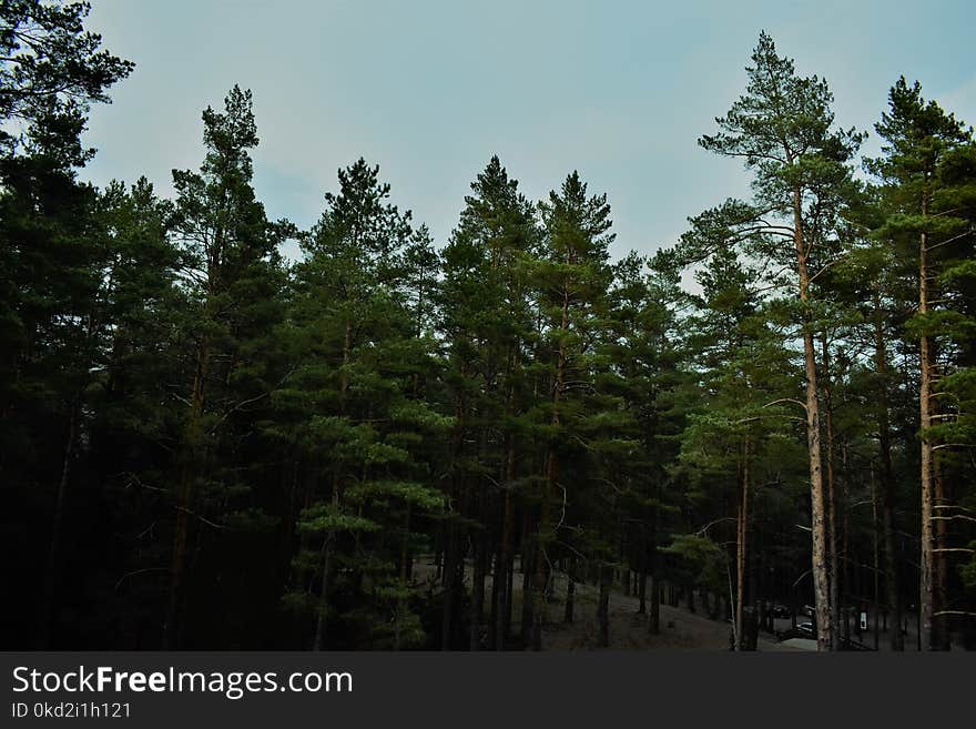 Green Pine Trees