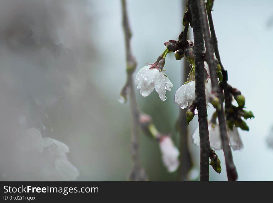 White Tree Blossoms With Dew in Closeup Photo