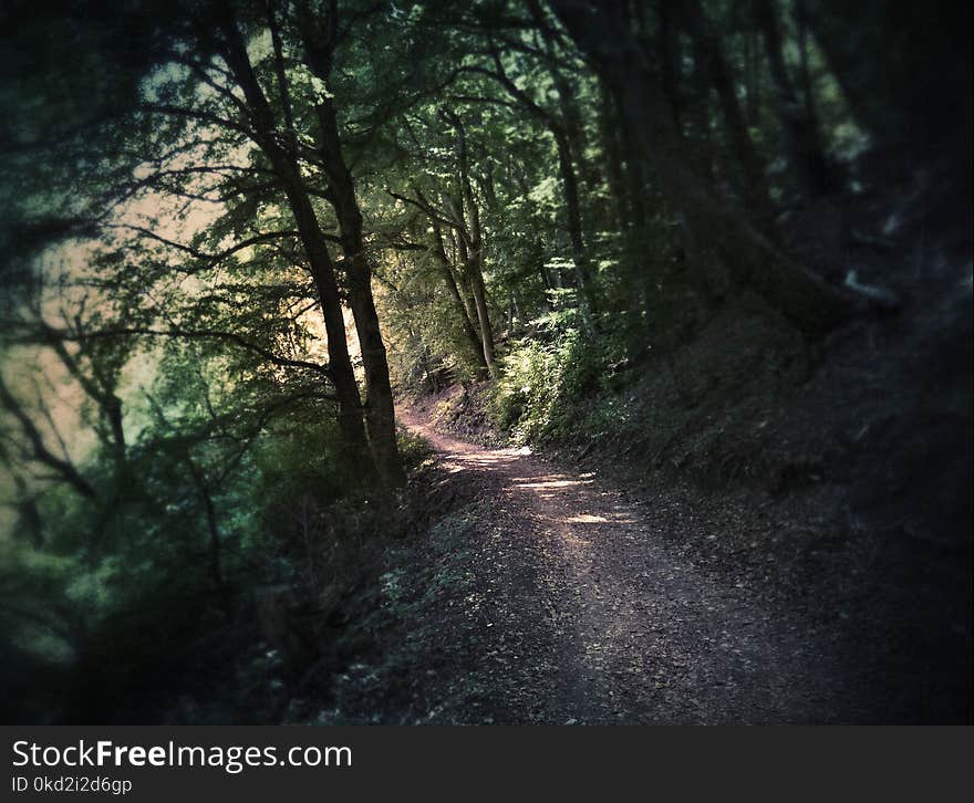 Photography of Dirt Road Surrounded by Trees