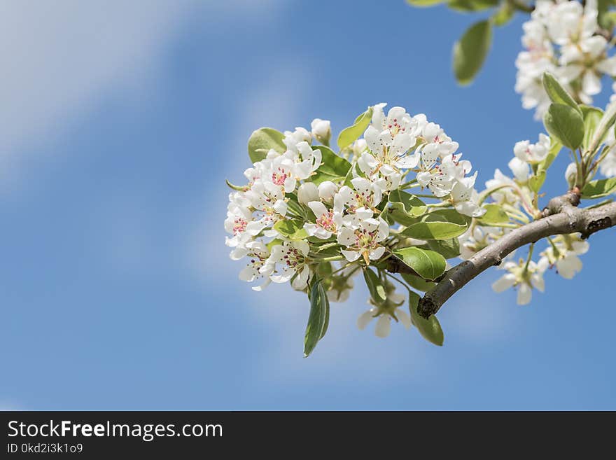 Close-Up Photography Apple Blossoms