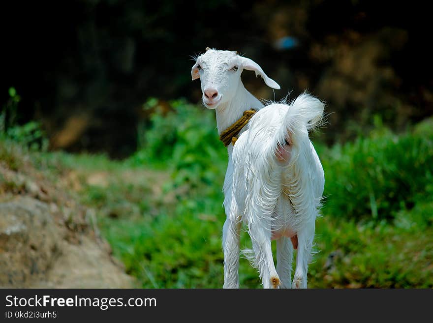 White Goat in Grass Field