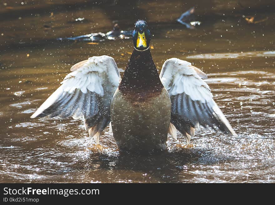 Photo of Brown and Grey Duck on Body of Water