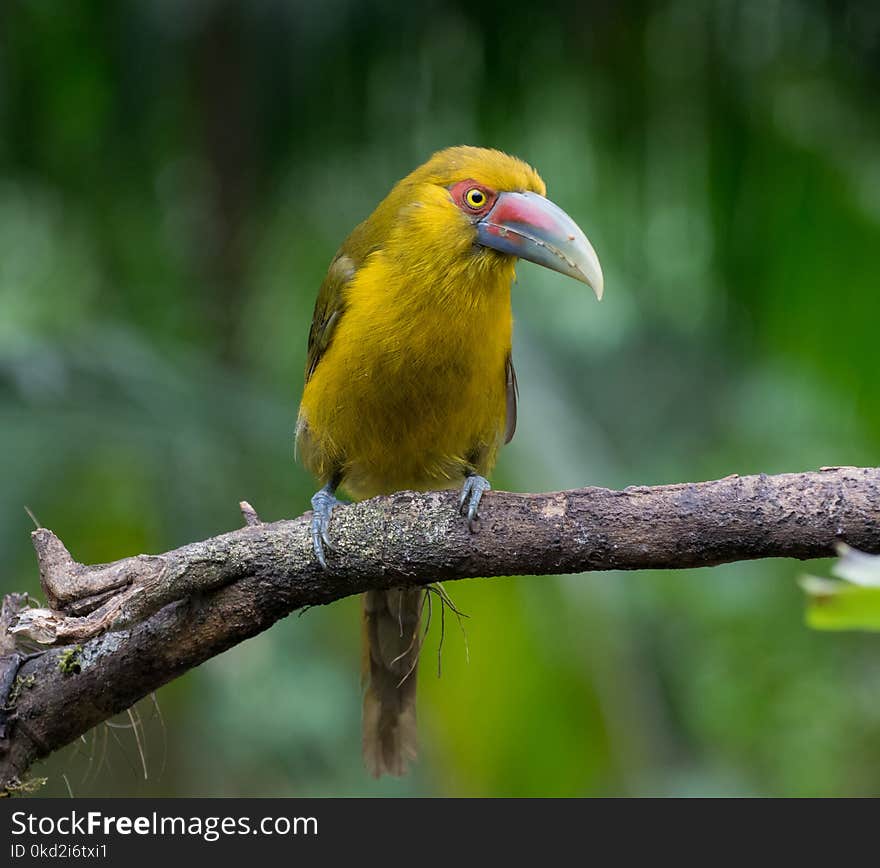 Selective Focus Photography of Yellow Bird Perched on Tree Branch