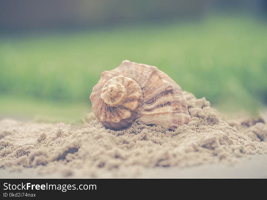 Macro Photography of Shell on Sand