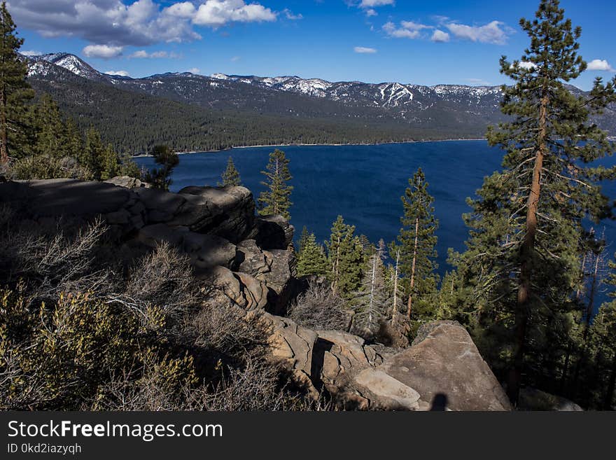 Photo of Pine Trees Near Lake