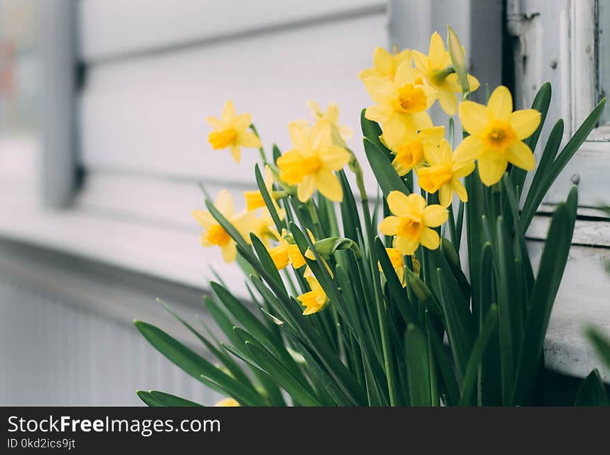 Close-Up Photography of Yellow Flowers