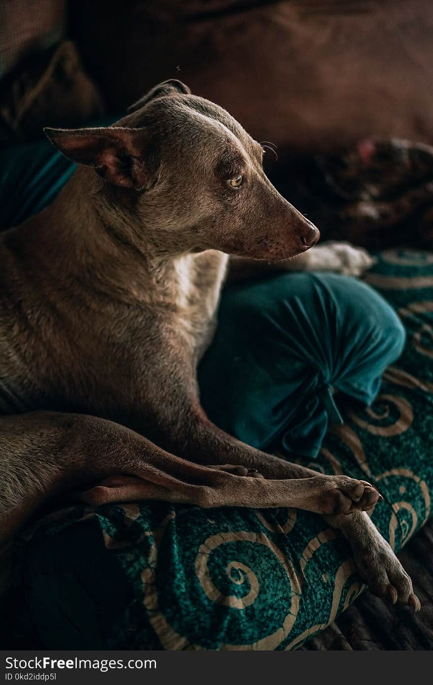 Medium Short-coated Tan Dog Sits on Brown Floral Textile