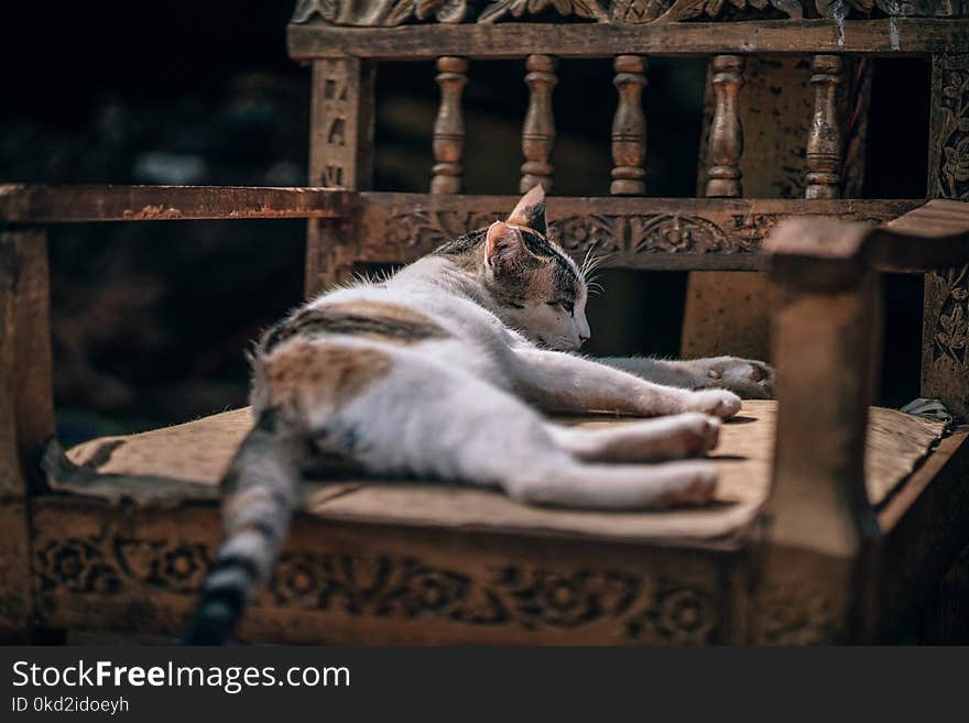 Photo of Calico Cat Sleeping on Brown Wooden Armchair