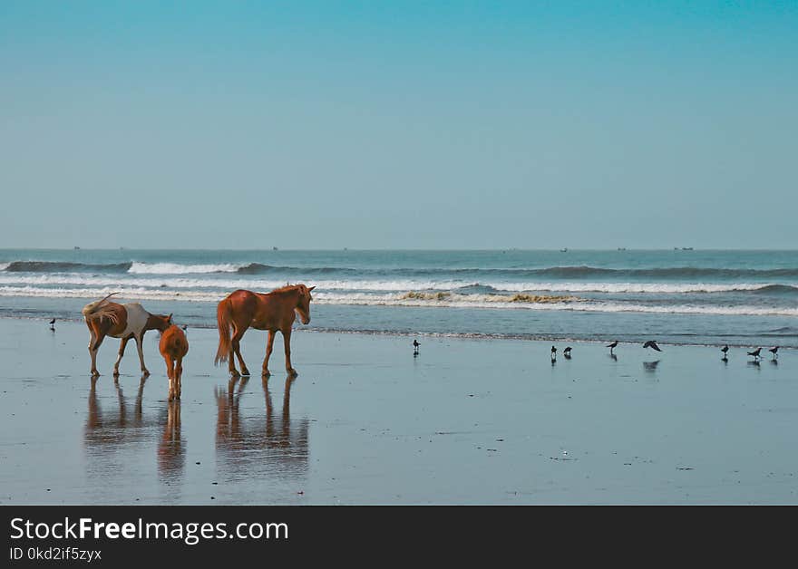 Three Brown and White Horses Near Flock of Birds and Body of Water