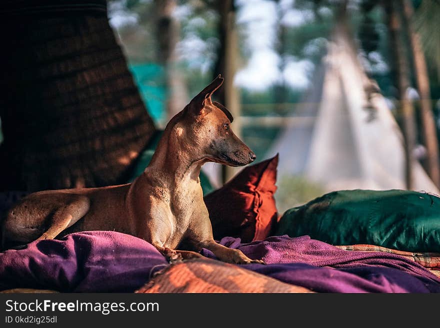 Short-coated Tan Dog Prone Lying on Bed at Daytime