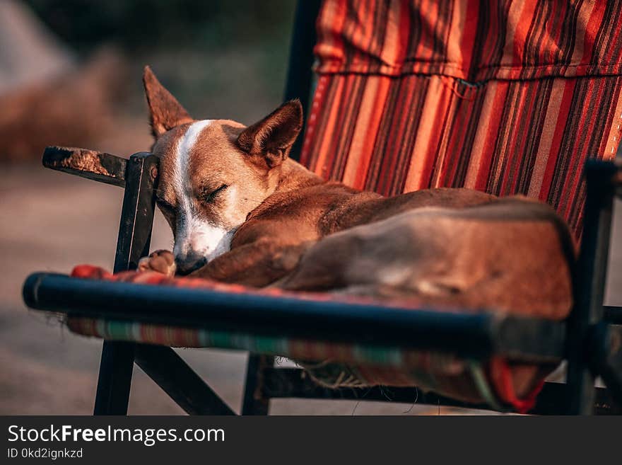 Adult Tan and White Basenji Sleeping on Chair