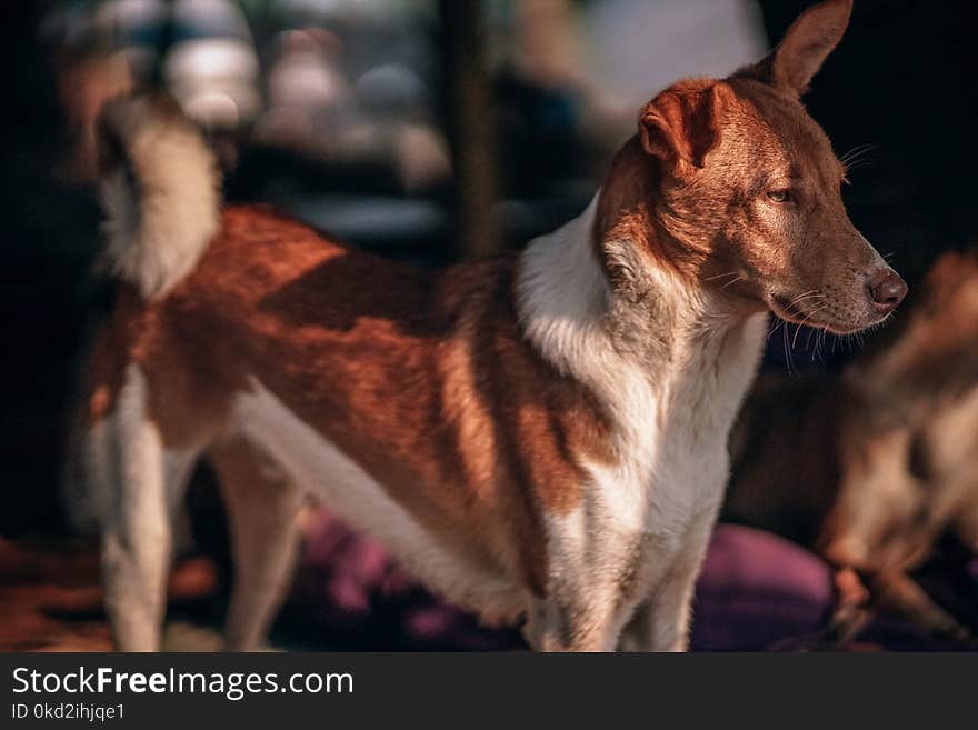 Medium Short-coated Brown and White Dog