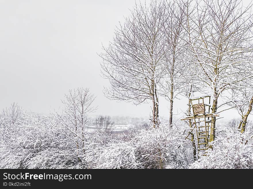 Trees during Winter